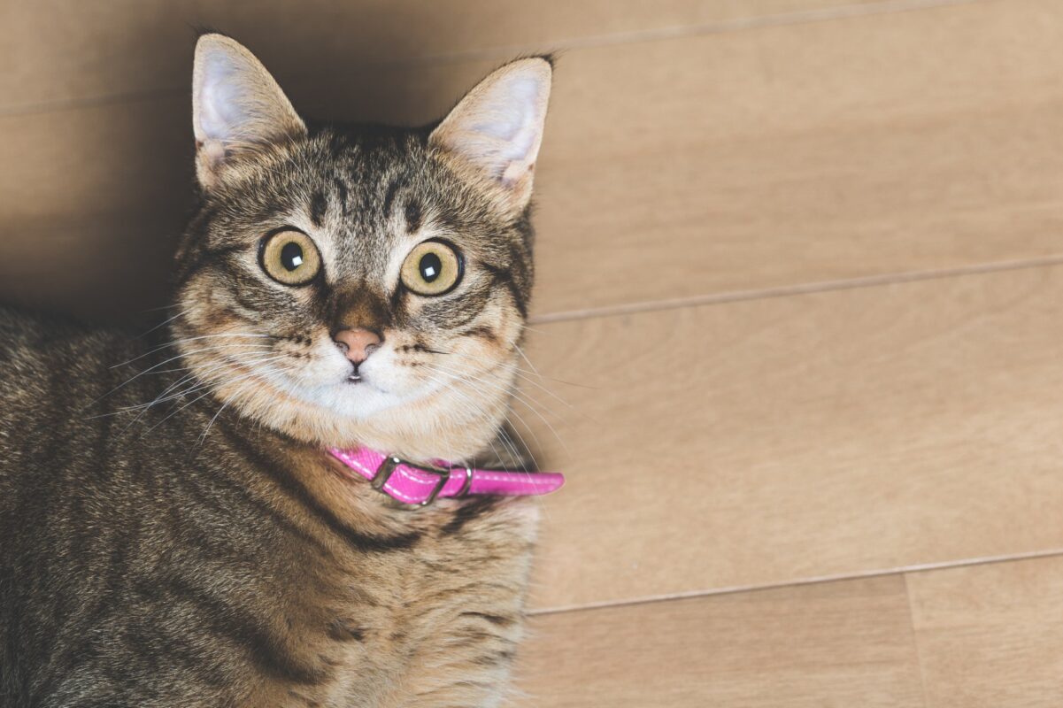 ポーミー (Pawmy)｜愛犬・愛猫・どうぶつ愛をカタチにする迷子札とオリジナルペットグッズのお店