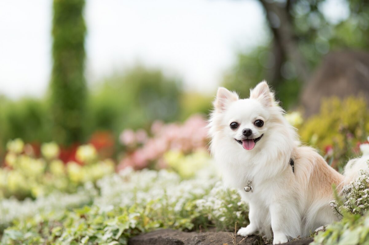 ポーミー (Pawmy)｜愛犬・愛猫・どうぶつ愛をカタチにする迷子札とオリジナルペットグッズのお店