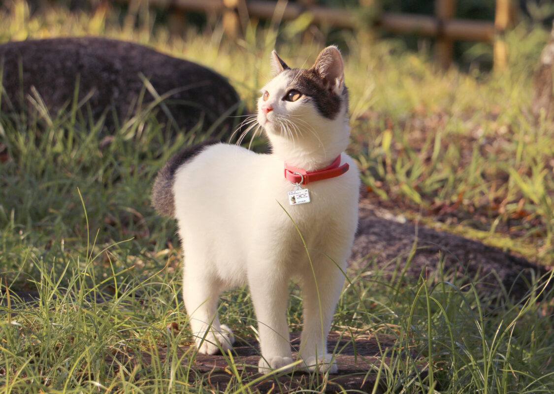 ポーミー (Pawmy)｜愛犬・愛猫・どうぶつ愛をカタチにする迷子札とオリジナルペットグッズのお店