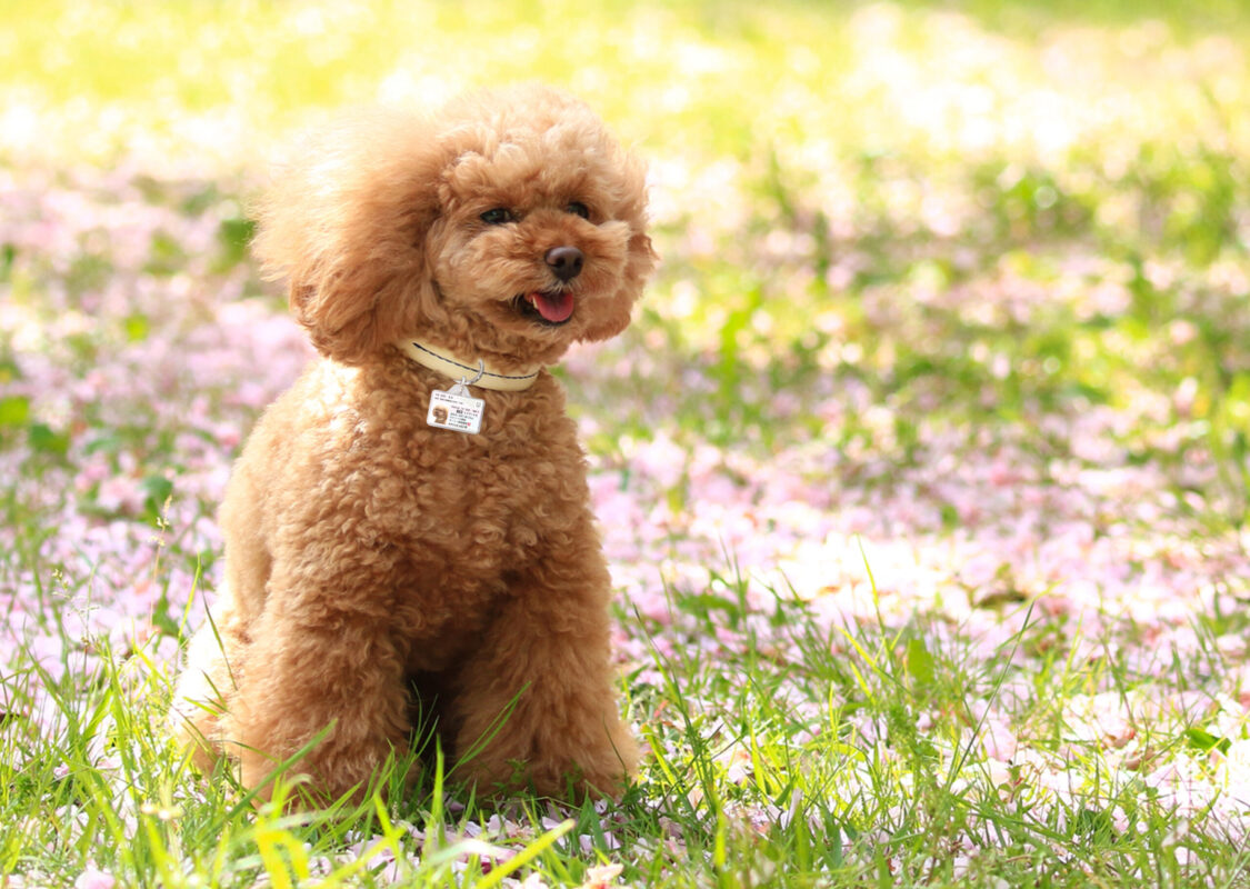 ポーミー (Pawmy)｜愛犬・愛猫・どうぶつ愛をカタチにする迷子札とオリジナルペットグッズのお店