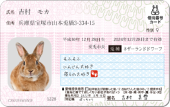 ウサナンバーカード