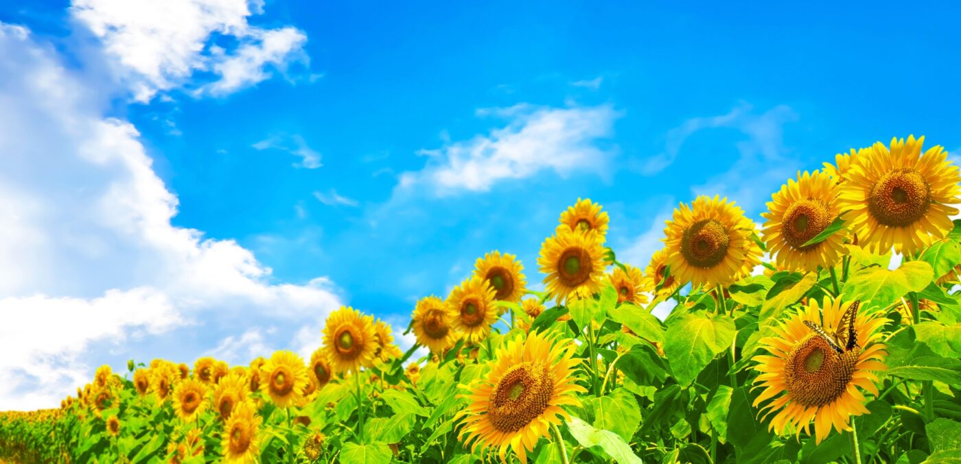 ポーミー (Pawmy)｜愛犬・愛猫・どうぶつ愛をカタチにする迷子札とオリジナルペットグッズのお店