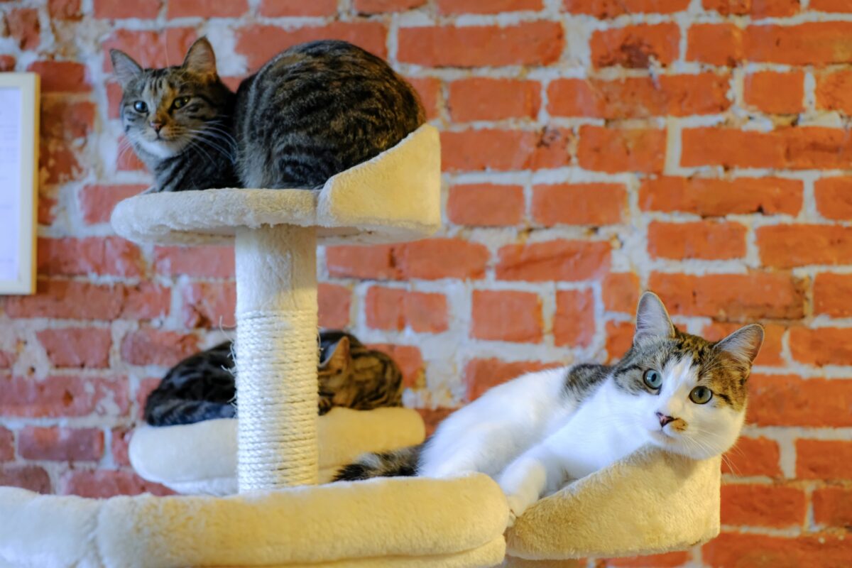 ポーミー (Pawmy)｜愛犬・愛猫・どうぶつ愛をカタチにする迷子札とオリジナルペットグッズのお店