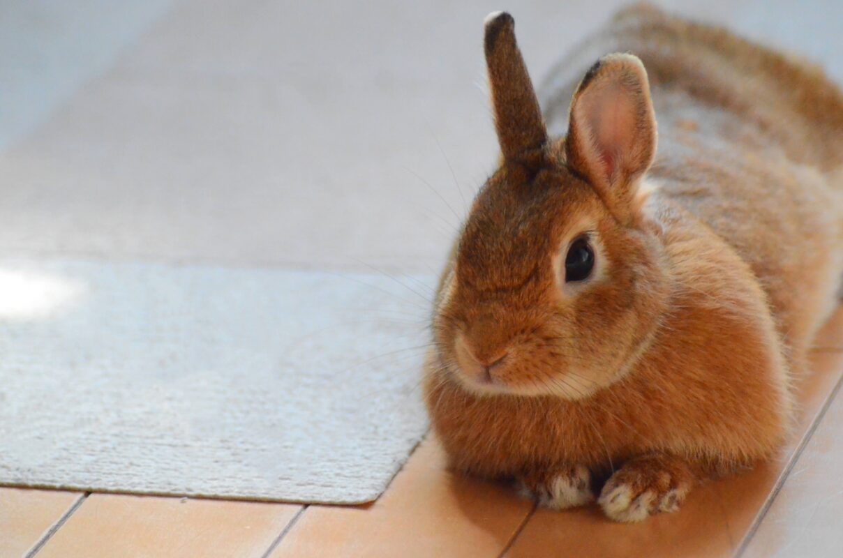 ポーミー (Pawmy)｜愛犬・愛猫・どうぶつ愛をカタチにする迷子札とオリジナルペットグッズのお店