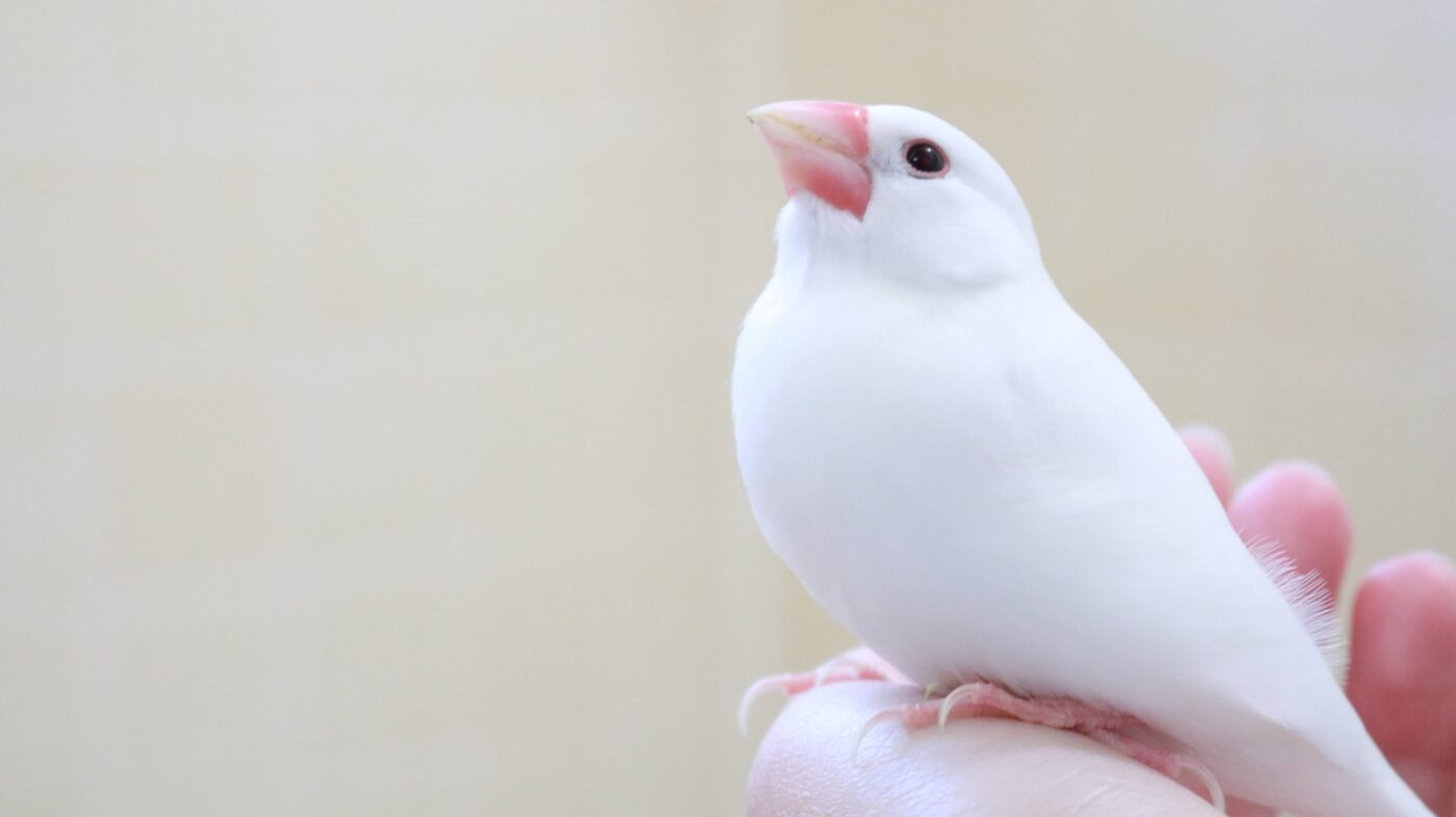 ポーミー (Pawmy)｜愛犬・愛猫・どうぶつ愛をカタチにする迷子札とオリジナルペットグッズのお店