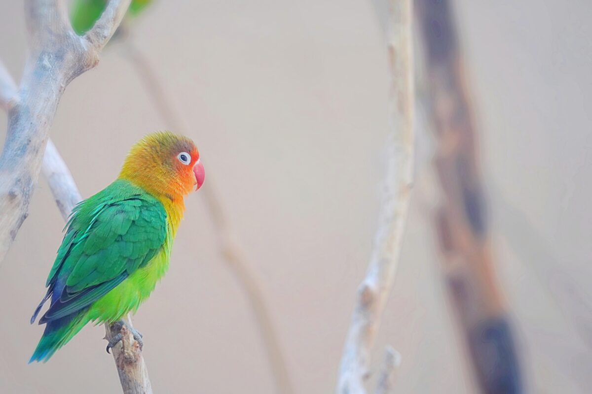 ポーミー (Pawmy)｜愛犬・愛猫・どうぶつ愛をカタチにする迷子札とオリジナルペットグッズのお店