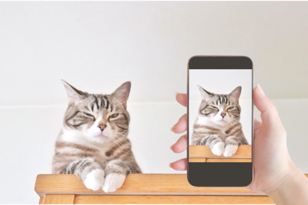 まずはスマホで証明写真を撮ります