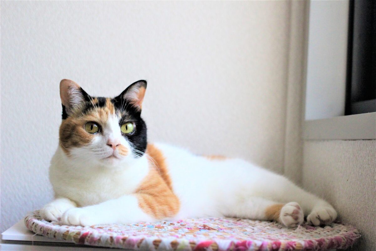 ポーミー (Pawmy)｜愛犬・愛猫・どうぶつ愛をカタチにする迷子札とオリジナルペットグッズのお店