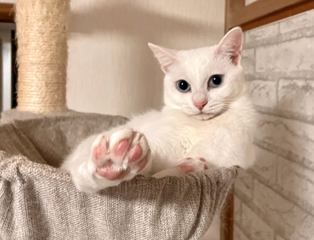 ポーミー (Pawmy)｜愛犬・愛猫・どうぶつ愛をカタチにする迷子札とオリジナルペットグッズのお店