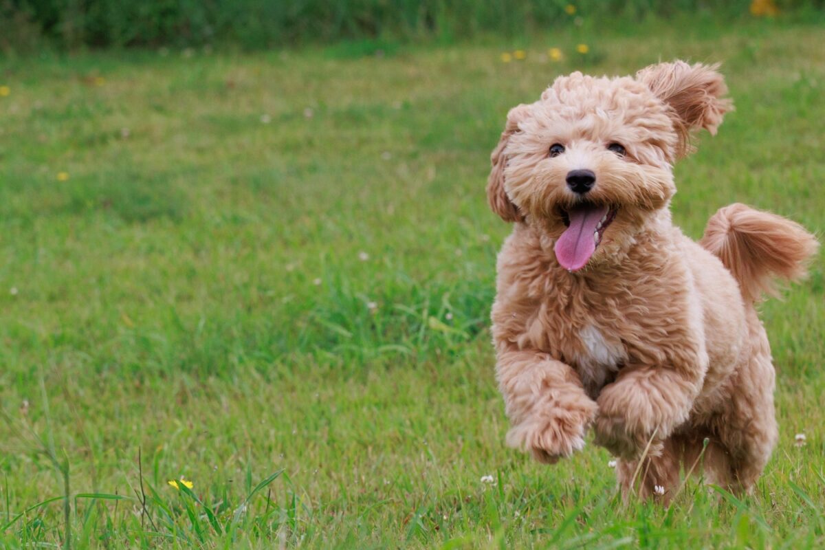 ポーミー (Pawmy)｜愛犬・愛猫・どうぶつ愛をカタチにする迷子札とオリジナルペットグッズのお店