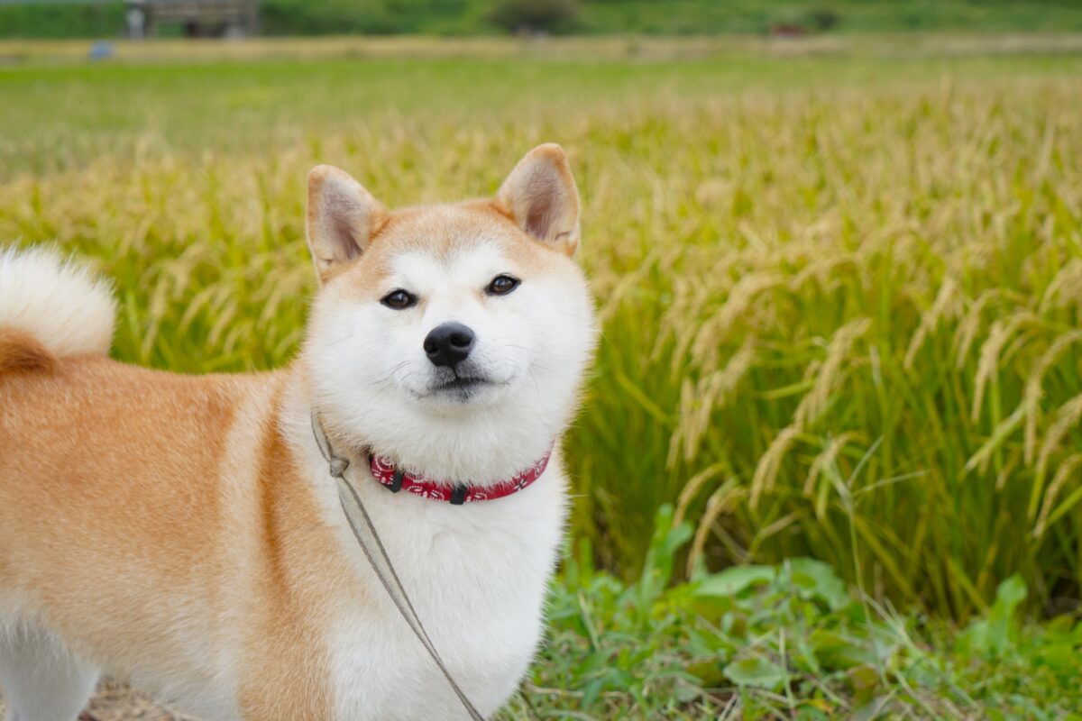 ポーミー (Pawmy)｜愛犬・愛猫・どうぶつ愛をカタチにする迷子札とオリジナルペットグッズのお店