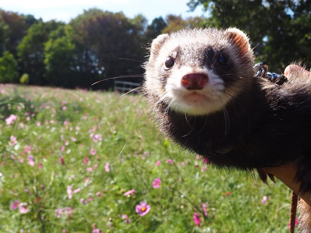 ポーミー (Pawmy)｜愛犬・愛猫・どうぶつ愛をカタチにする迷子札とオリジナルペットグッズのお店