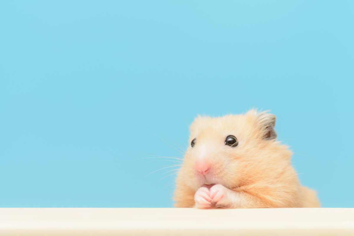 ポーミー (Pawmy)｜愛犬・愛猫・どうぶつ愛をカタチにする迷子札とオリジナルペットグッズのお店