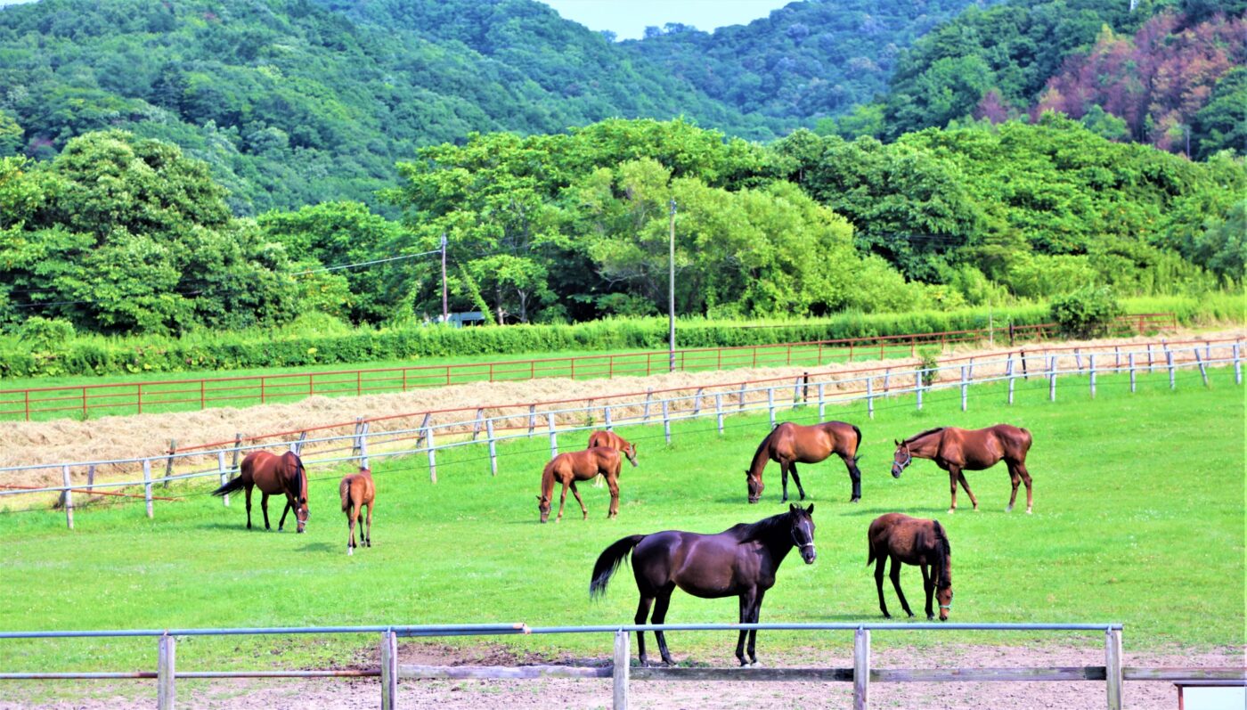 ポーミー (Pawmy)｜愛犬・愛猫・どうぶつ愛をカタチにする迷子札とオリジナルペットグッズのお店