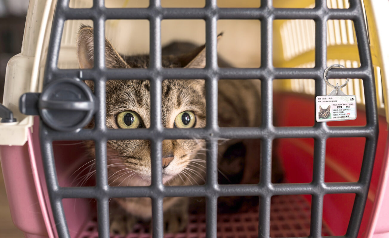 ポーミー (Pawmy)｜愛犬・愛猫・どうぶつ愛をカタチにする迷子札とオリジナルペットグッズのお店