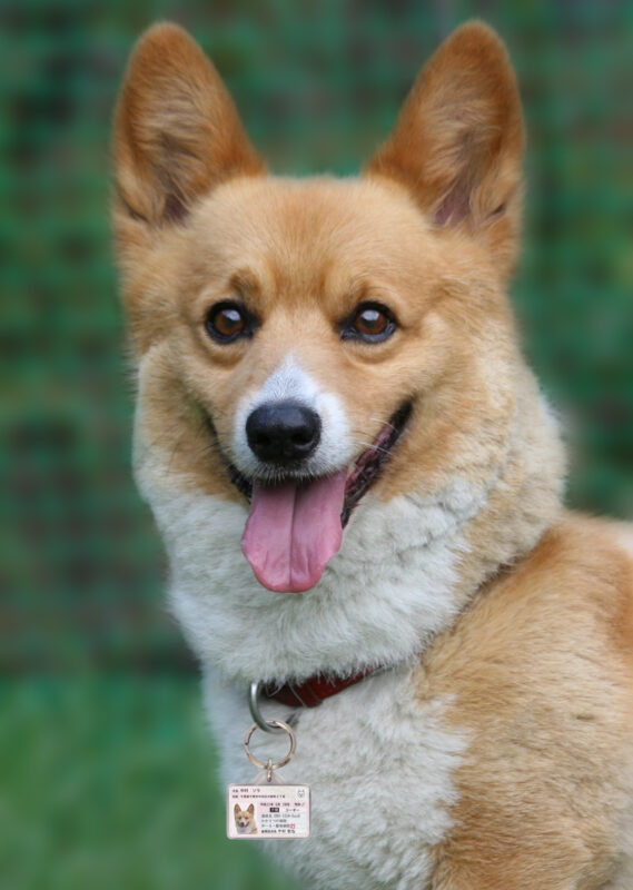 ポーミー (Pawmy)｜愛犬・愛猫・どうぶつ愛をカタチにする迷子札とオリジナルペットグッズのお店