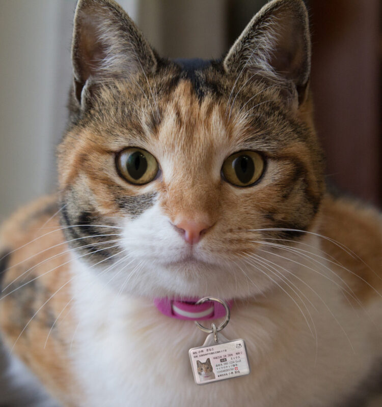 ポーミー (Pawmy)｜愛犬・愛猫・どうぶつ愛をカタチにする迷子札とオリジナルペットグッズのお店