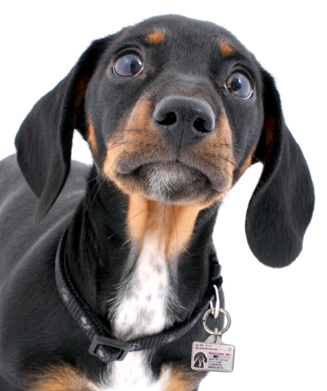 ポーミー (Pawmy)｜愛犬・愛猫・どうぶつ愛をカタチにする迷子札とオリジナルペットグッズのお店