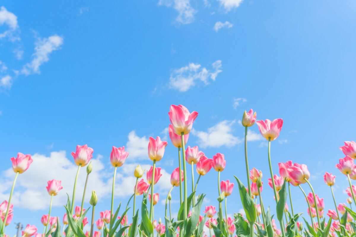 ポーミー (Pawmy)｜愛犬・愛猫・どうぶつ愛をカタチにする迷子札とオリジナルペットグッズのお店