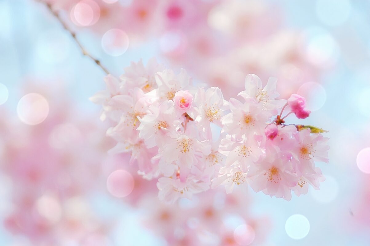 ポーミー (Pawmy)｜愛犬・愛猫・どうぶつ愛をカタチにする迷子札とオリジナルペットグッズのお店