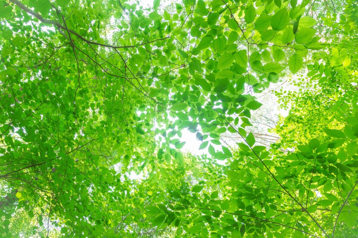 ポーミー (Pawmy)｜愛犬・愛猫・どうぶつ愛をカタチにする迷子札とオリジナルペットグッズのお店