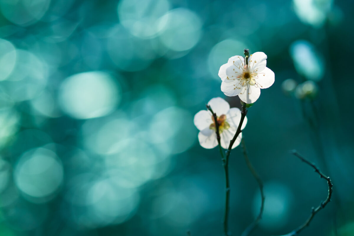 ポーミー (Pawmy)｜愛犬・愛猫・どうぶつ愛をカタチにする迷子札とオリジナルペットグッズのお店