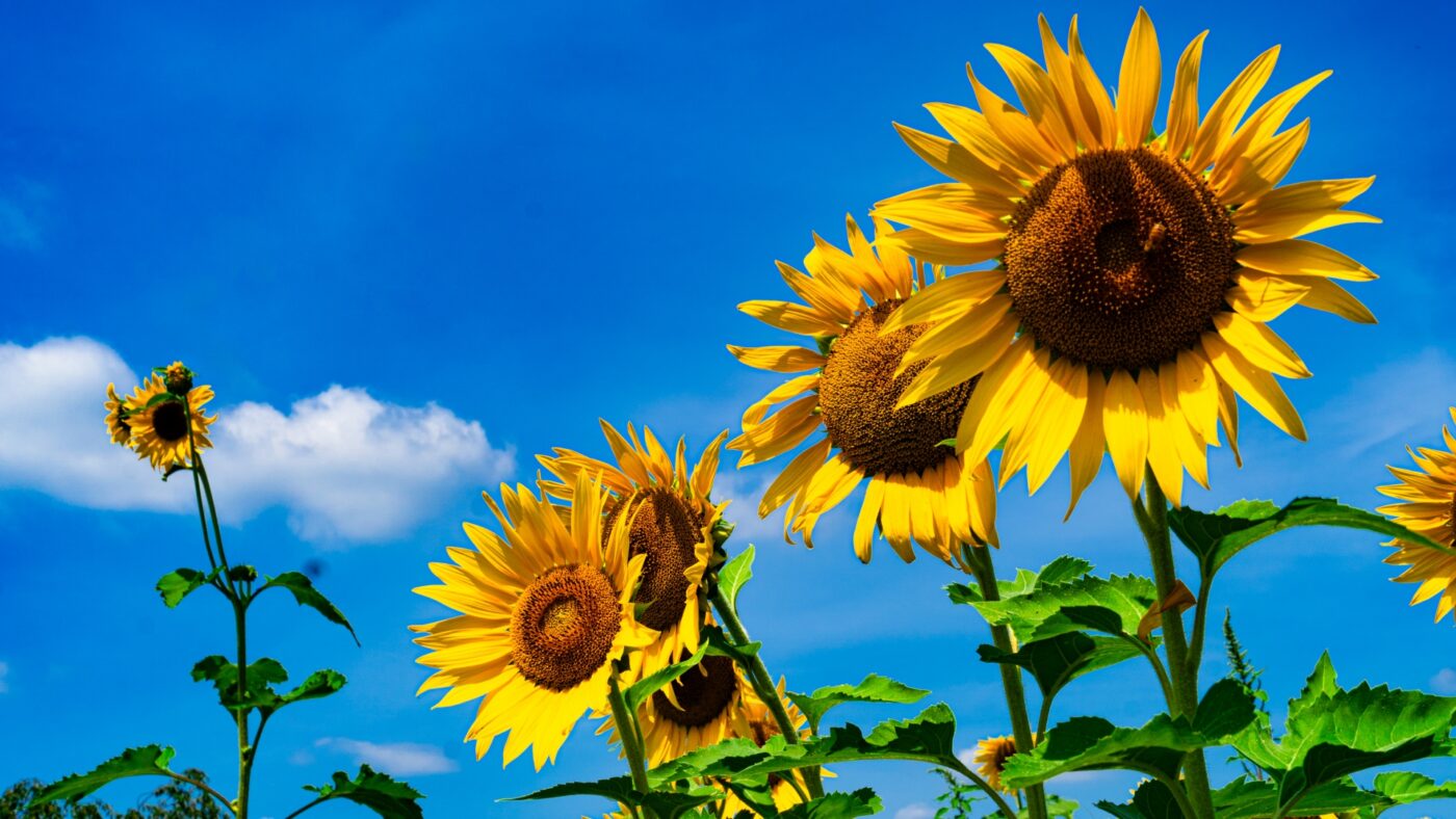 ポーミー (Pawmy)｜愛犬・愛猫・どうぶつ愛をカタチにする迷子札とオリジナルペットグッズのお店