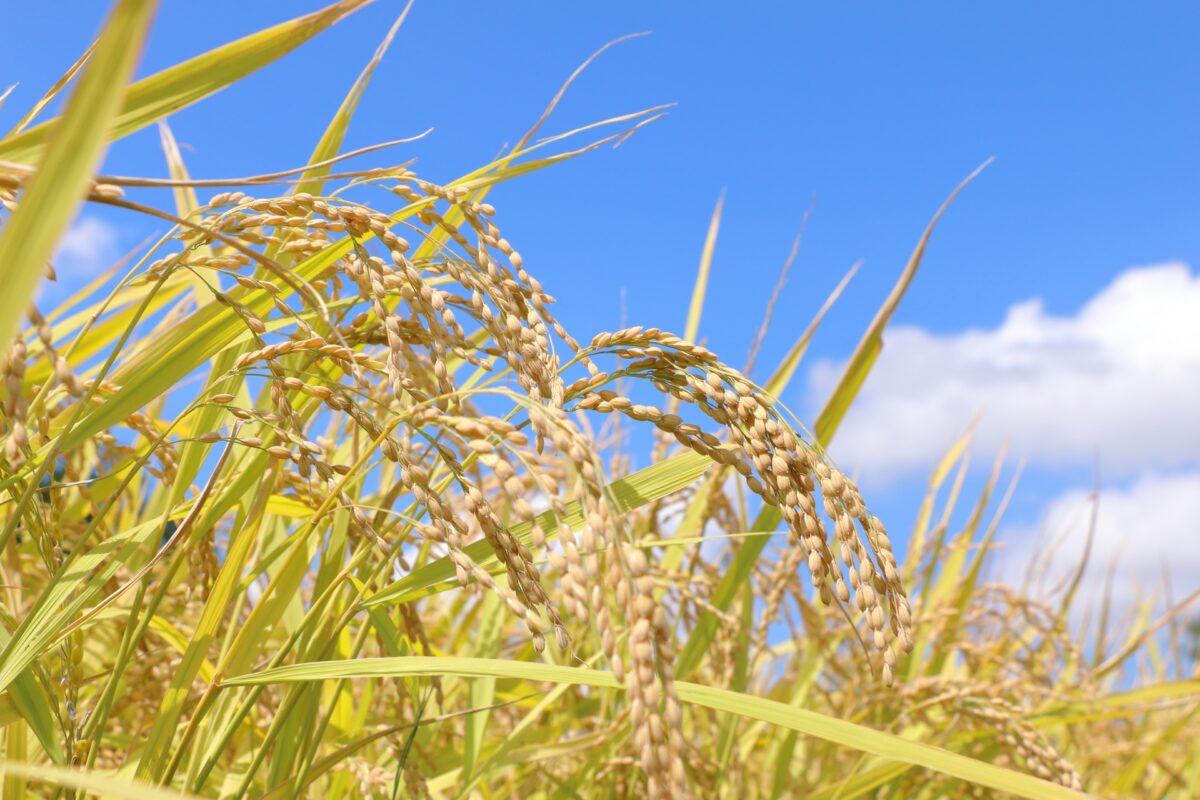 ポーミー (Pawmy)｜愛犬・愛猫・どうぶつ愛をカタチにする迷子札とオリジナルペットグッズのお店