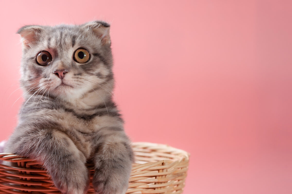 ポーミー (Pawmy)｜愛犬・愛猫・どうぶつ愛をカタチにする迷子札とオリジナルペットグッズのお店