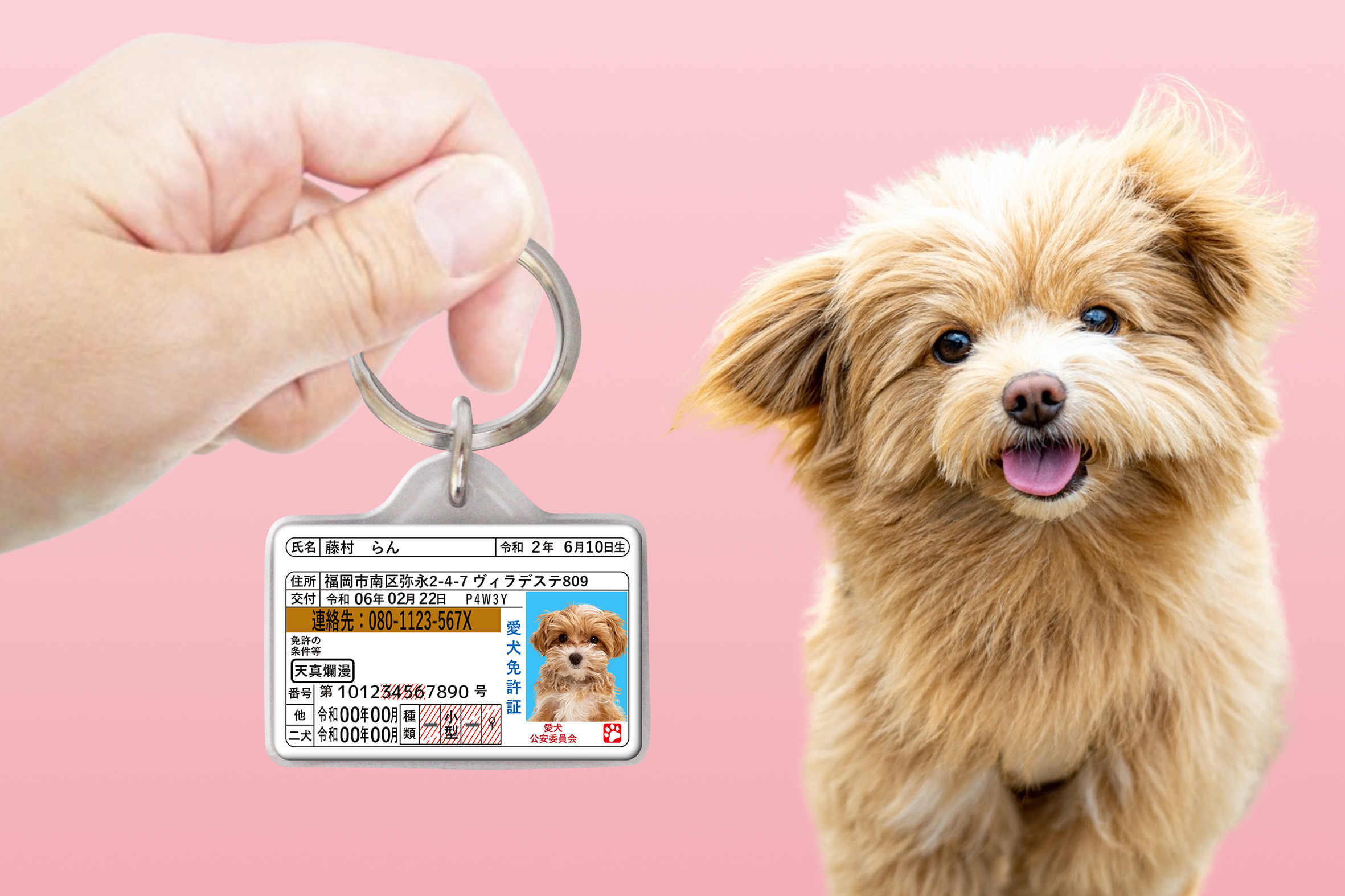 迷子札　犬
