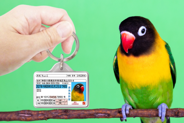 迷子札 - 鳥用免許証