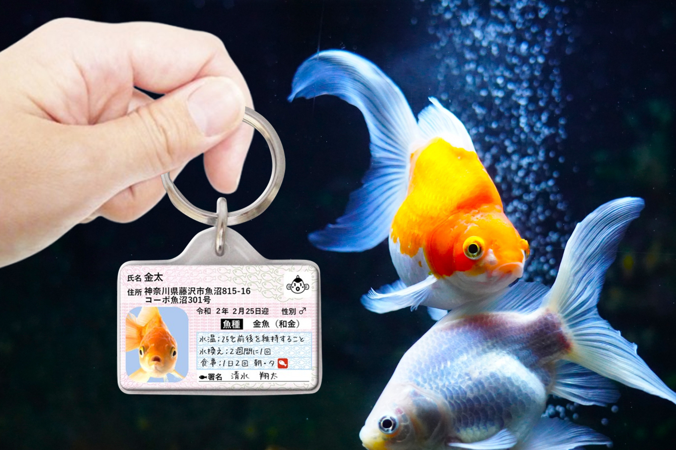 サカナンバー迷子札（キーホルダー）